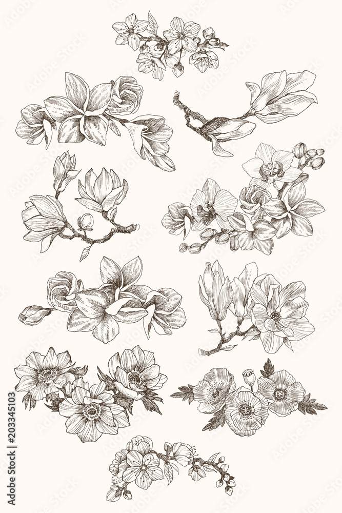 Naklejka premium Great collection of highly detailed hand drawn flowers isolated on white background. Magnolia, poppy, plumeria, anemone, orchid. For invitation, logo, wedding, design. Vector