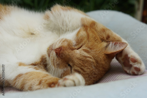 眠る茶猫 © takashikiji