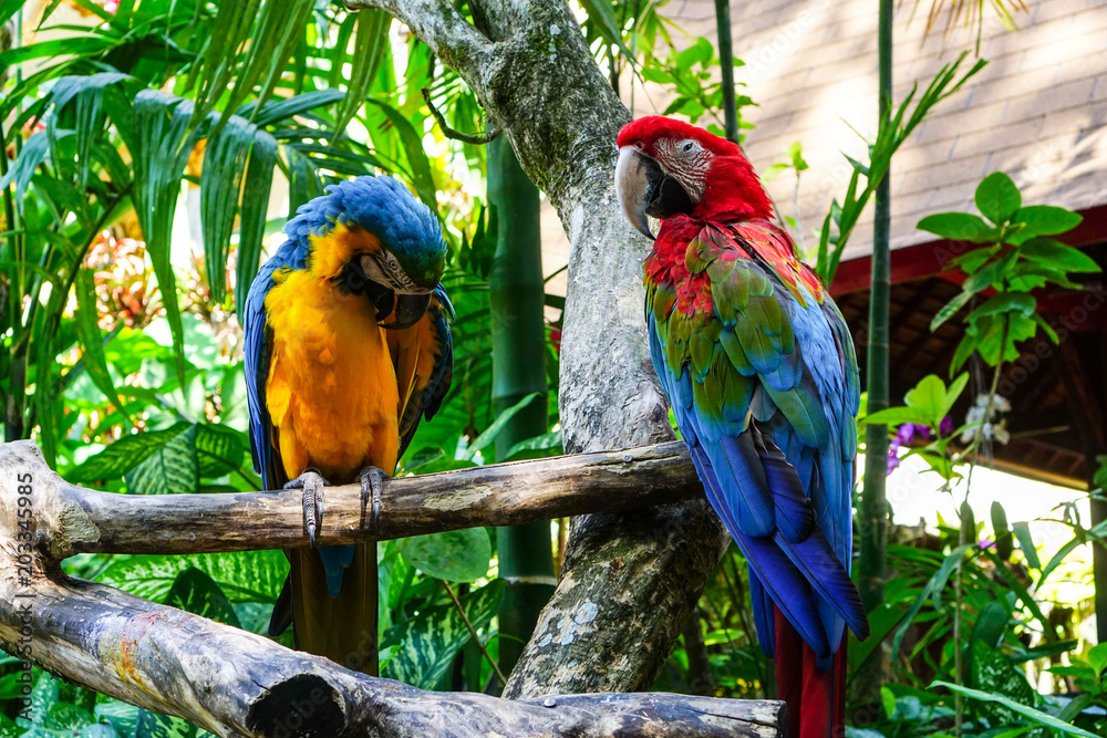 Obraz premium Colorful birds resting on a branch