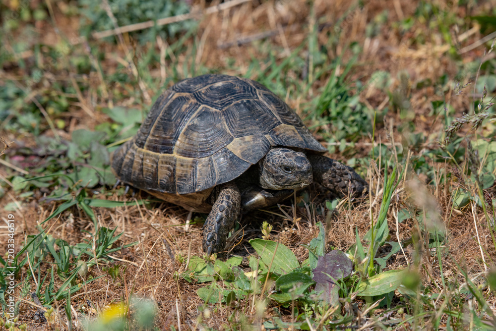 Close-up of Hermann's tortoise (Testudo hermanni) in nature Close-up of Hermann's tortoise (Testudo hermanni) in nature