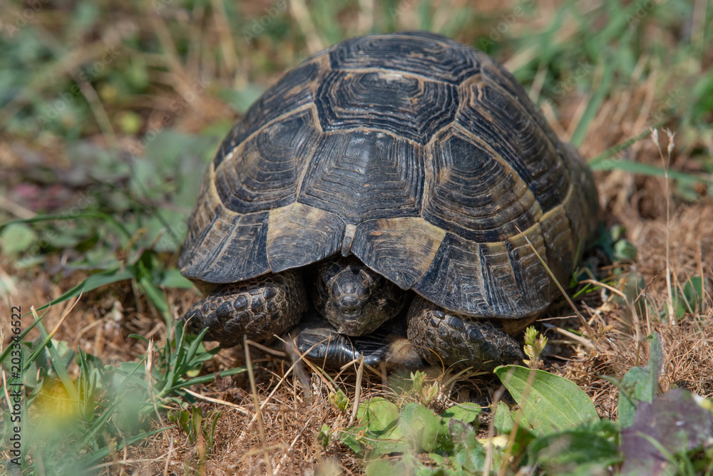Close-up of Hermann's tortoise (Testudo hermanni) in nature Close-up of Hermann's tortoise (Testudo hermanni) in nature