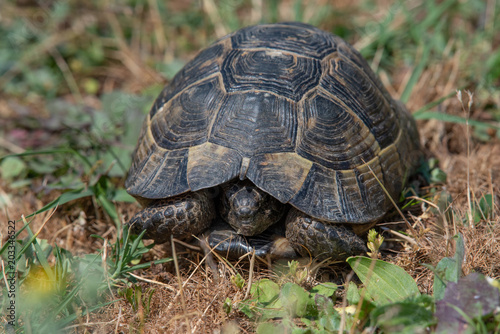 Close-up of Hermann's tortoise (Testudo hermanni) in nature