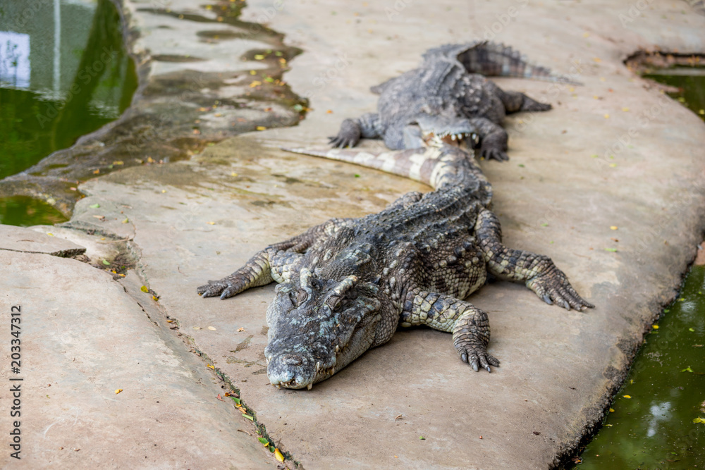 Fototapeta premium Crocodile , thailand