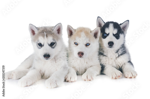 Canvas Print puppies siberian husky