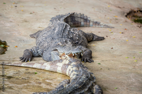 Crocodile , thailand