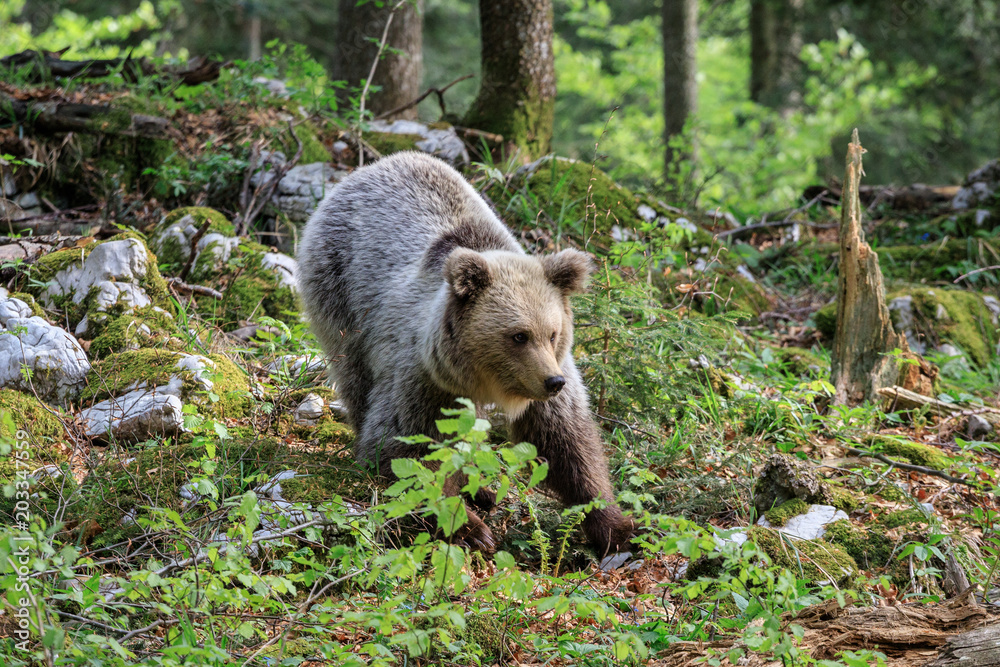 Orso bruno (Ursus arctos) nella foresta in Slovenia Orso bruno (Ursus arctos) nella foresta in Slovenia
