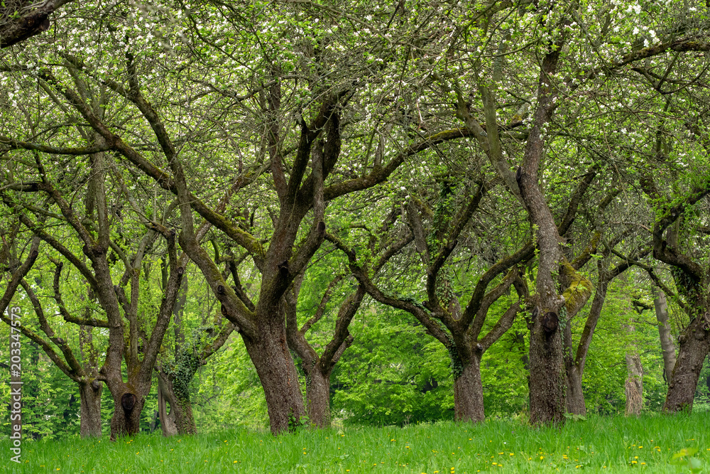 Cherry trees in a row. Cherry alley. Cherry trees in a row. Cherry alley.
