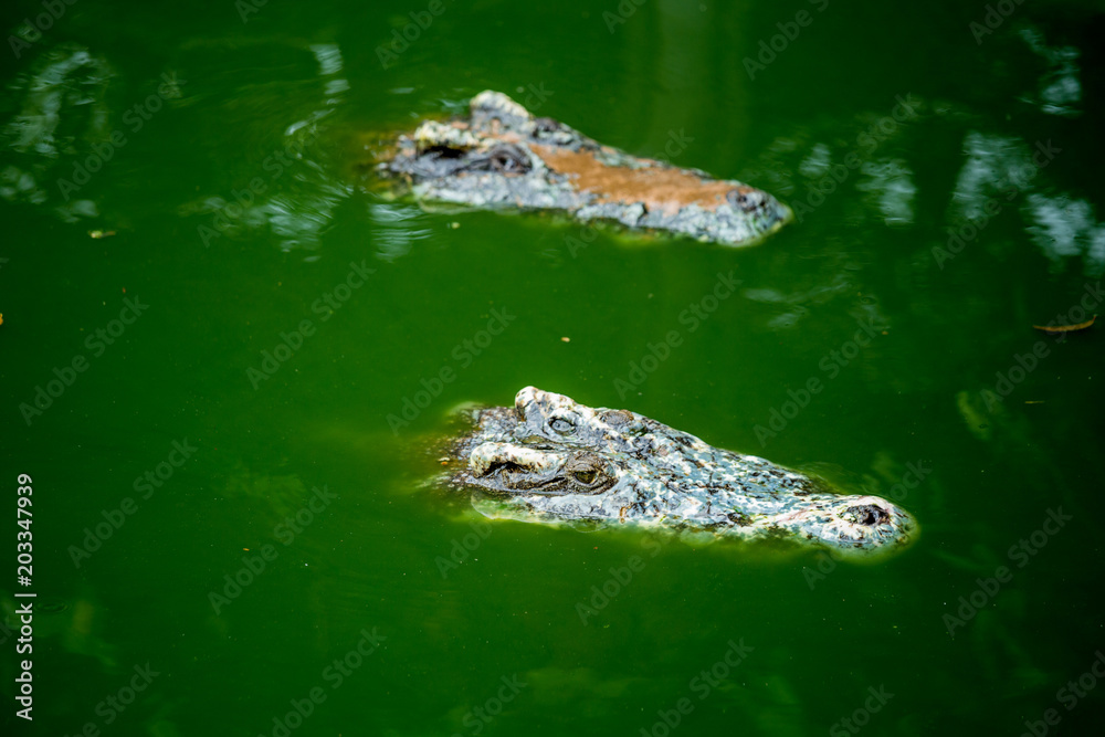 Crocodile , thailand Crocodile , thailand