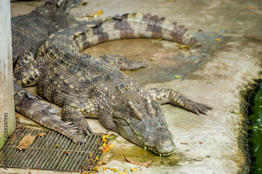 Obraz premium Crocodile , thailand