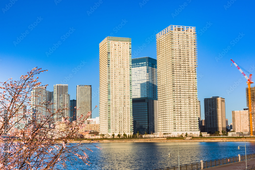 Naklejka premium 豊洲公園より晴海ビル群を望む