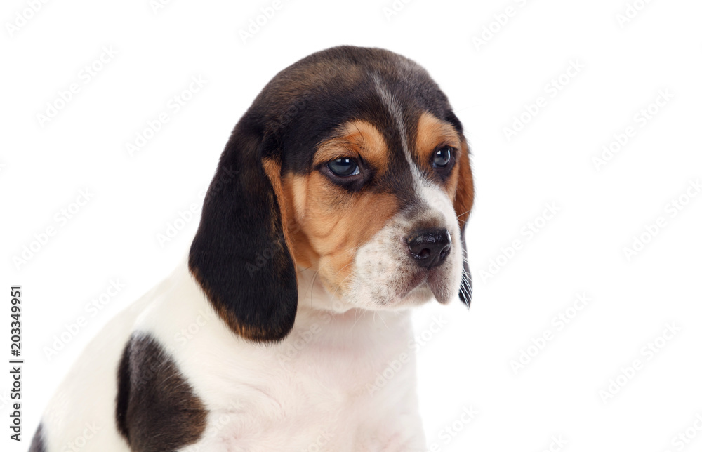 Beautiful portrait of a beagle puppi brown and black