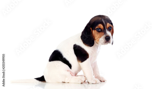 Beautiful beagle puppi brown and black © Gelpi