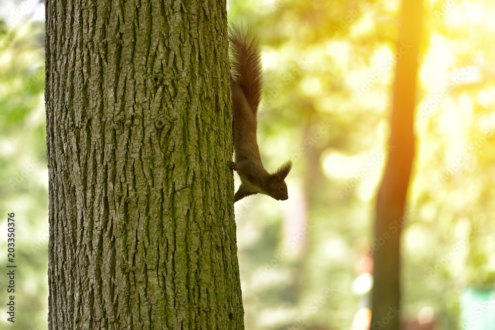 Obraz premium Red squirell (Sciurus vulgaris) on a tree