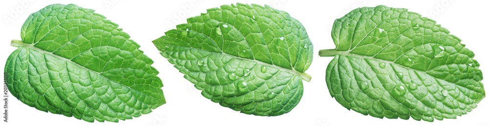 Three spearmint leaves or mint leaves with water drops on white background. - obrazy, fototapety, plakaty 