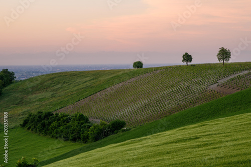 Colli piacentini