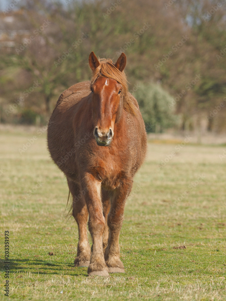 Fototapeta premium Muddy Horse