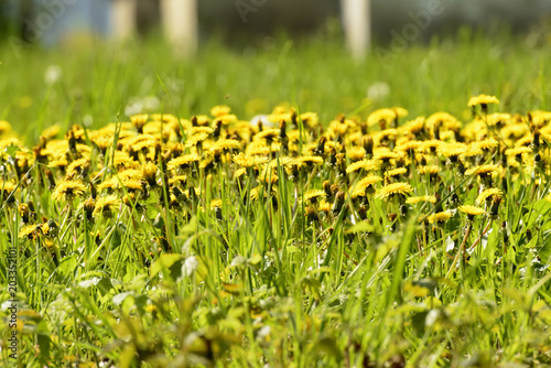 Fototapeta Naklejka Na Ścianę i Meble -  taraxacum bunch at nature oasis, Iseo, Italy