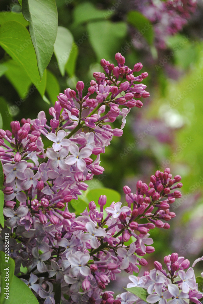 Purple lilac flowers on a bush. Spring background. Purple lilac flowers on a bush. Spring background.