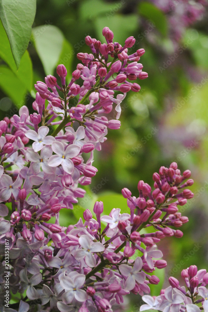 Purple lilac flowers on a bush. Spring background. Purple lilac flowers on a bush. Spring background.