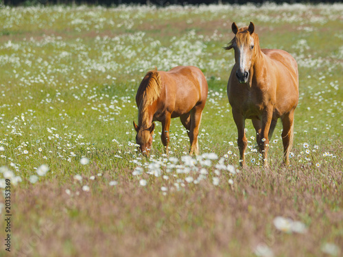 Fototapeta Naklejka Na Ścianę i Meble -  Chestnut Horses in Pasture