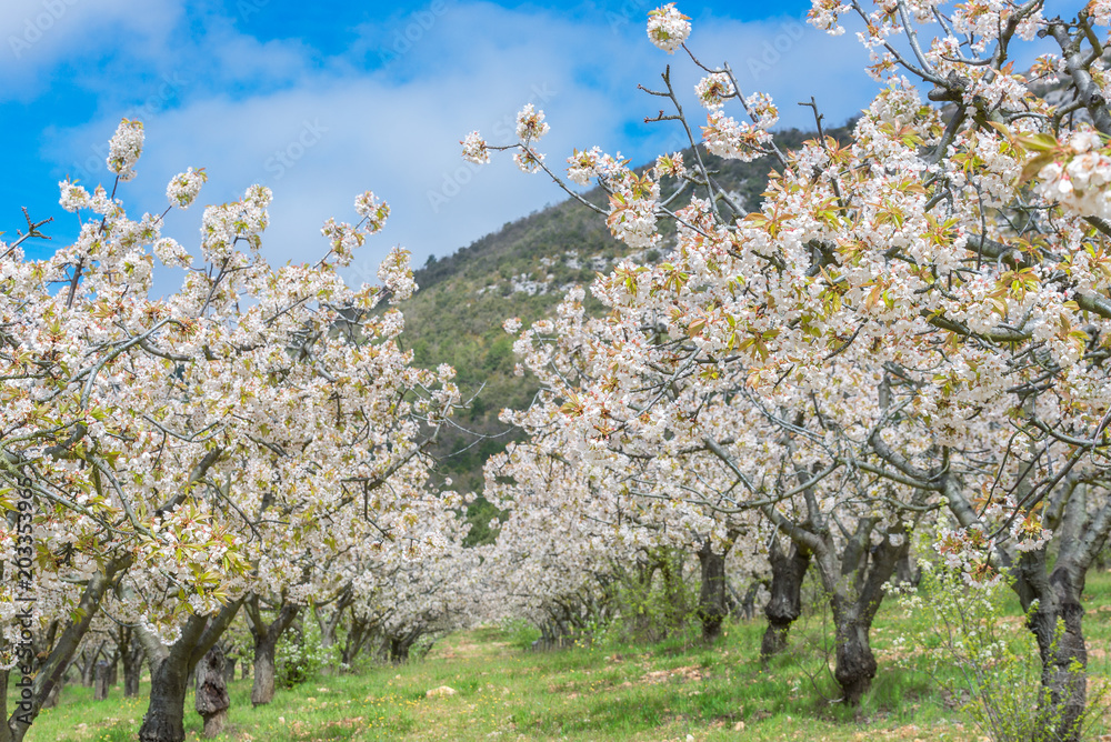 Fototapeta premium Cerezos en flor, valle de Caderechas, España