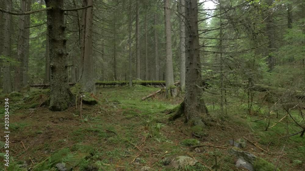 Coniferous forest Coniferous forest