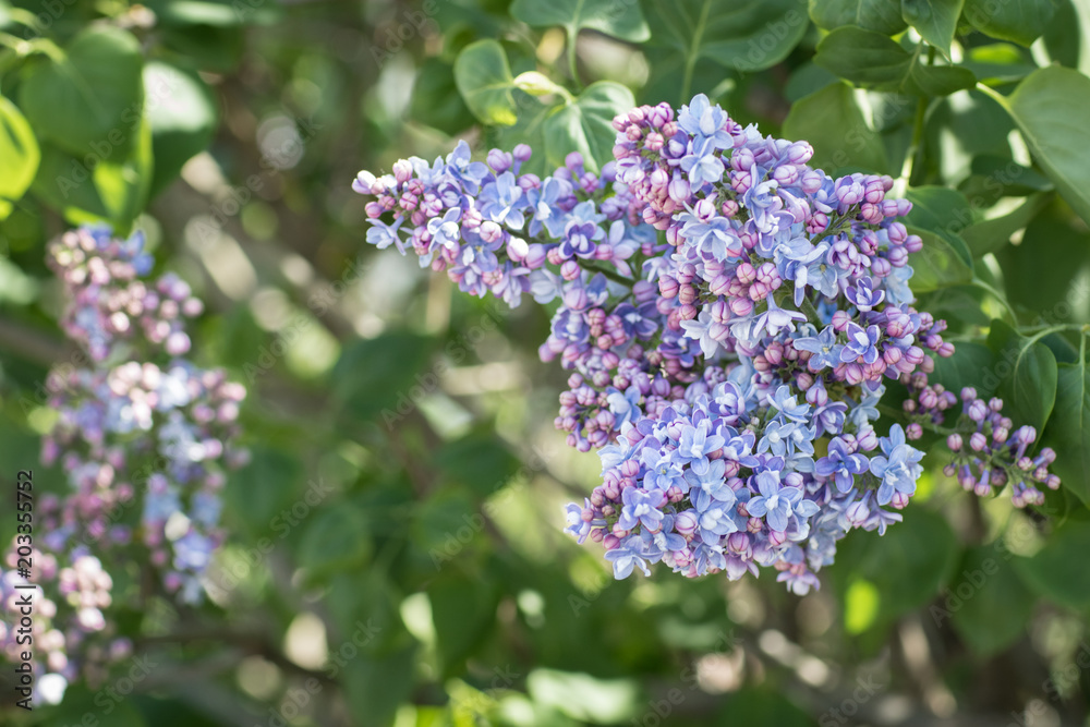 Beautiful lilac flower in sunlight Lilac (syringa) Beautiful lilac flower in sunlight Lilac (syringa)