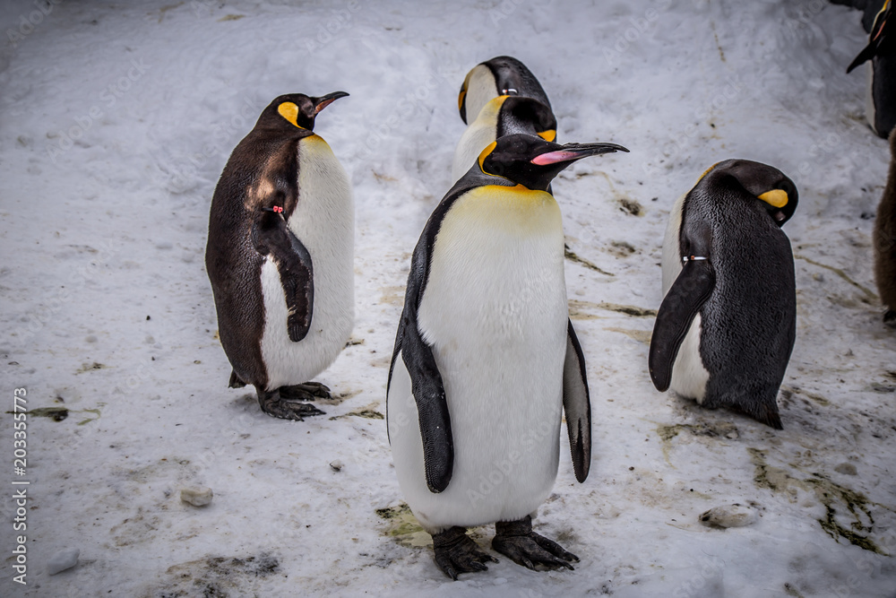 Fototapeta premium Emperor penguin king of penguins species in Antarctica were find food and ready to move abode 