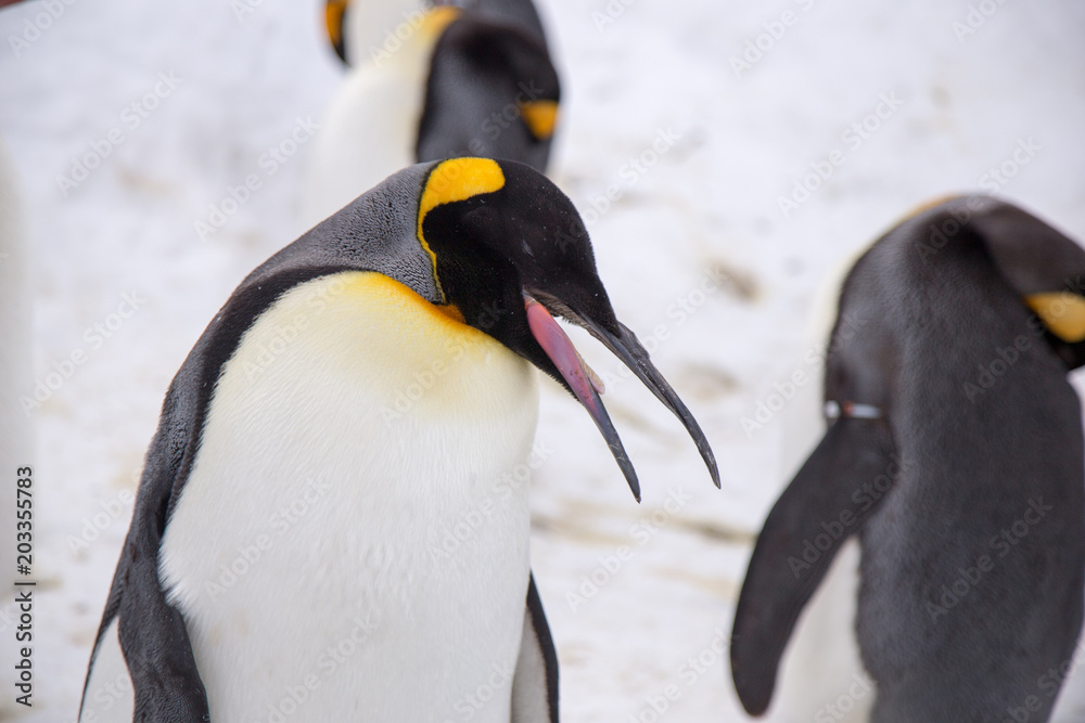 Obraz premium Emperor penguin king of penguins species in Antarctica were find food and ready to move abode 