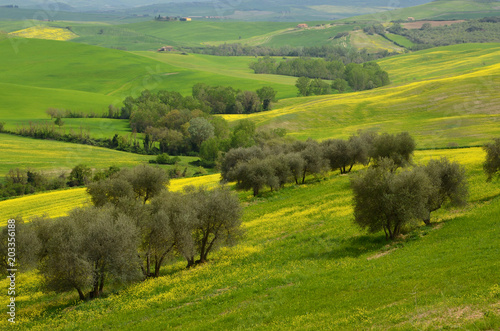 Beautiful field of yellow flowers with olive trees in the Tuscan countryside, near Pienza (Siena). Italy