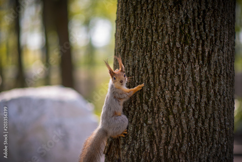 Squirrel crawls on wood