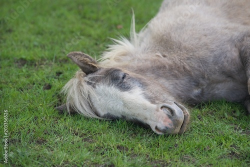 śpiący koń na pastwisku