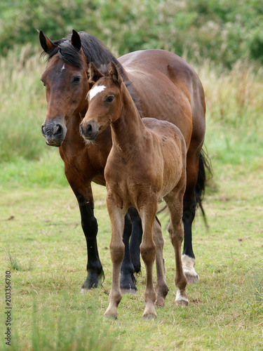 Mare and Foal photo