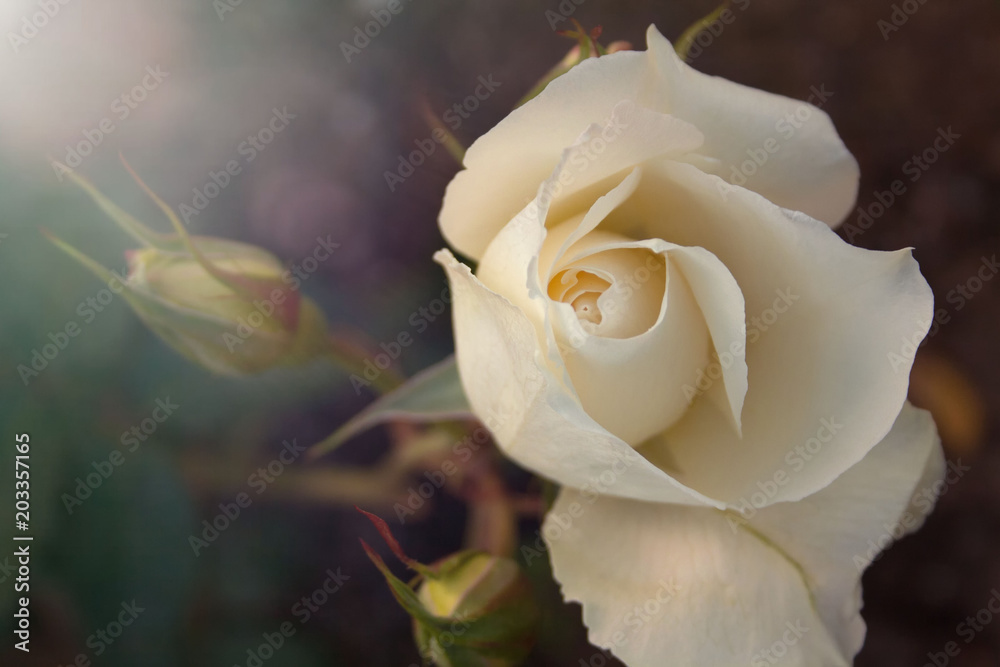 Beautiful white rose in soft pastel colors. Beautiful white rose in soft pastel colors.