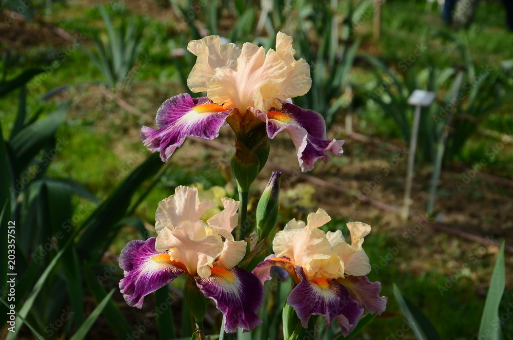 beautiful iris in a garden during springtime.