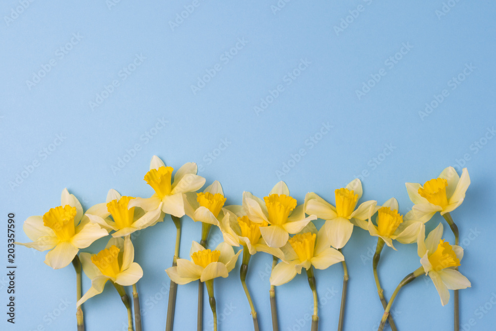Naklejka premium Beautiful Yellow Daffodils on the Blue Background.