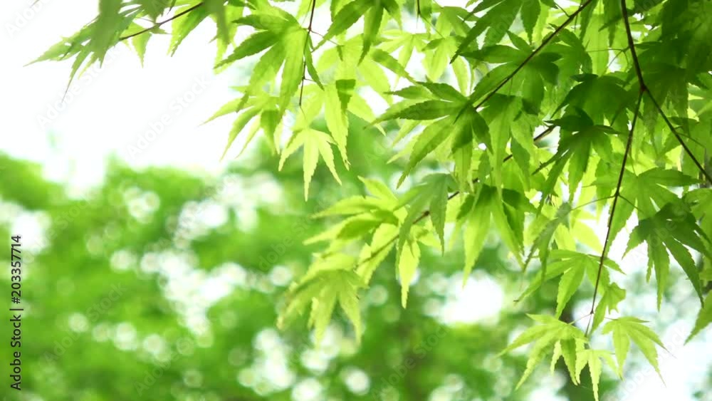 風にゆれる新緑、楓 風にゆれる新緑、楓
