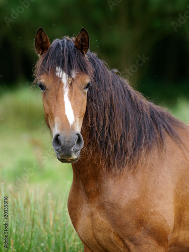 Welsh Pony © Nigel Baker