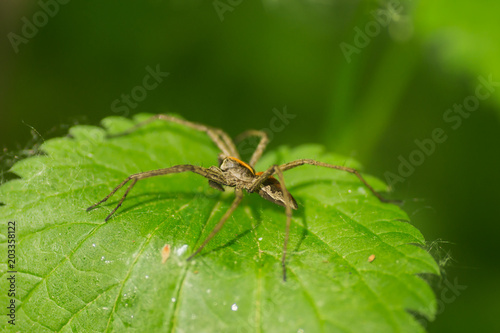 Forest spider in its natural environment 