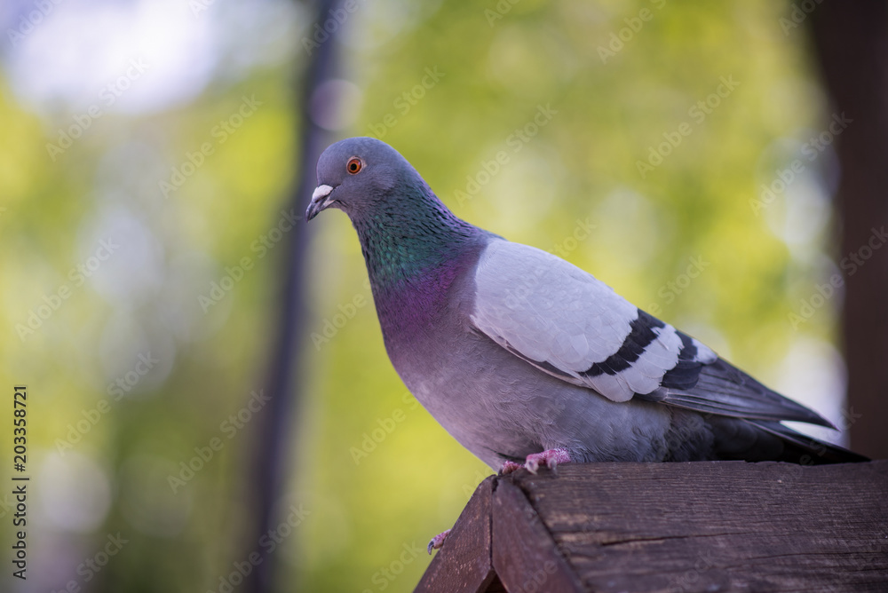 Obraz premium The pigeon sits on a bird house