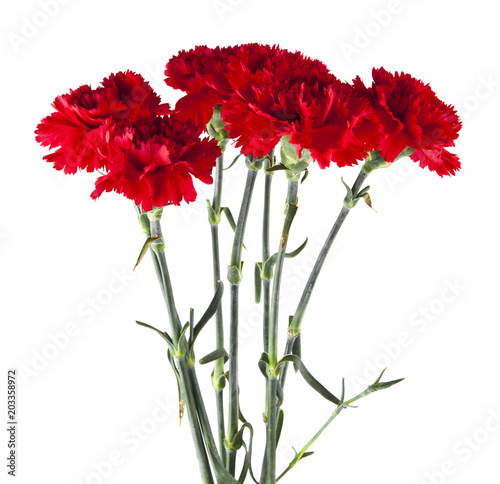 red carnation flower isolated on white background