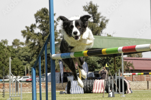 Dog training/Dog competition/working dog.