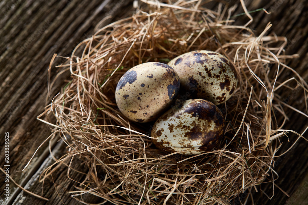Conceptual still-life with quail eggs in hay nest over dark wooden background, close up, selective focus Conceptual still-life with quail eggs in hay nest over dark wooden background, close up, selective focus
