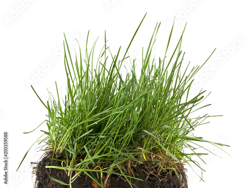 green grass in soil isolated on white background
