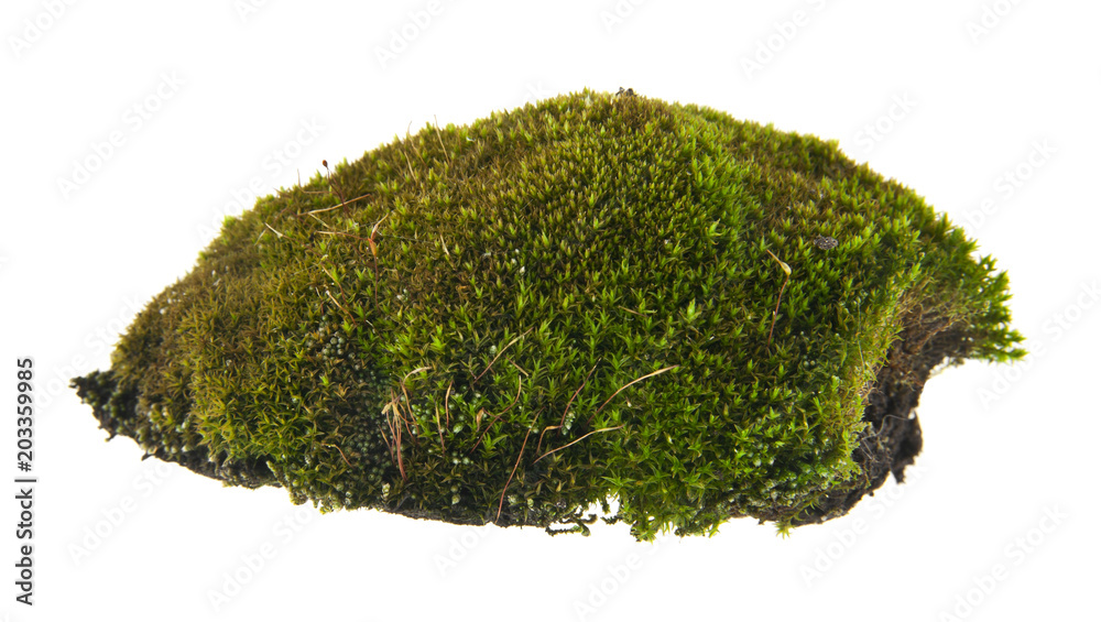moss isolated on white background moss isolated on white background