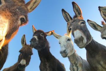 Fotobehang Ezel Groep vrolijke ezels samen  © Geza Farkas