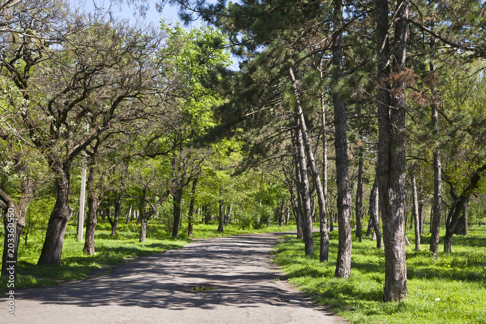 view of summer park with asvalitated road view of summer park with asvalitated road