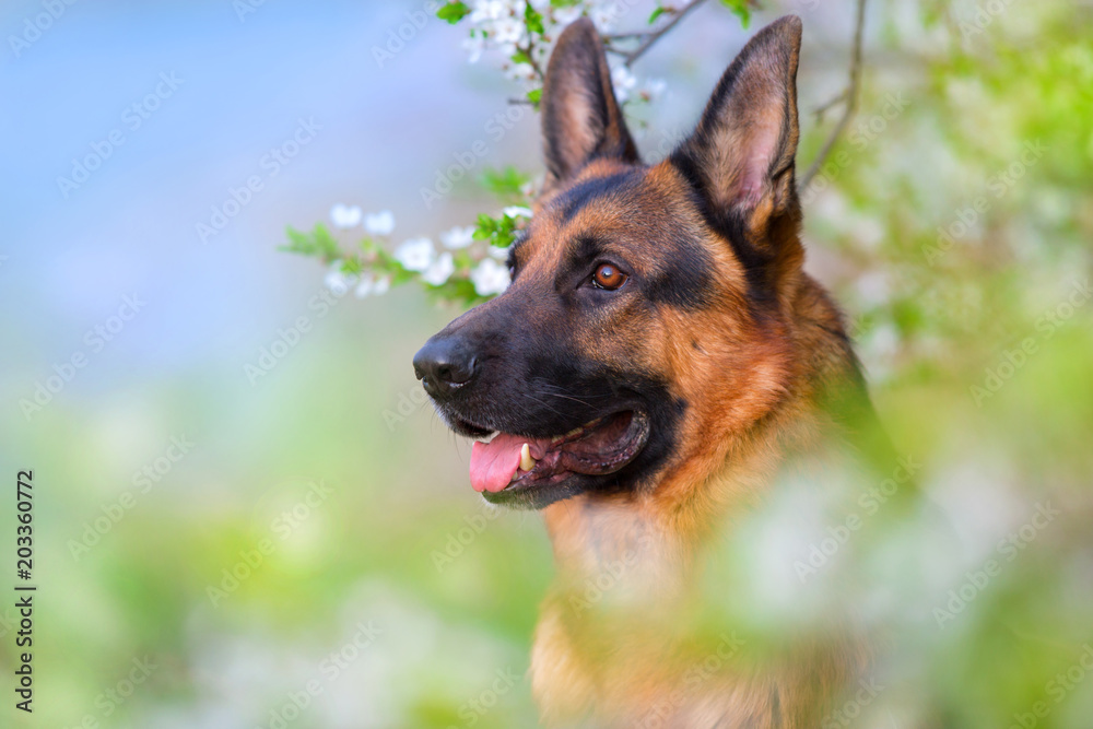 German shephard portrait in apricot blossom German shephard portrait in apricot blossom
