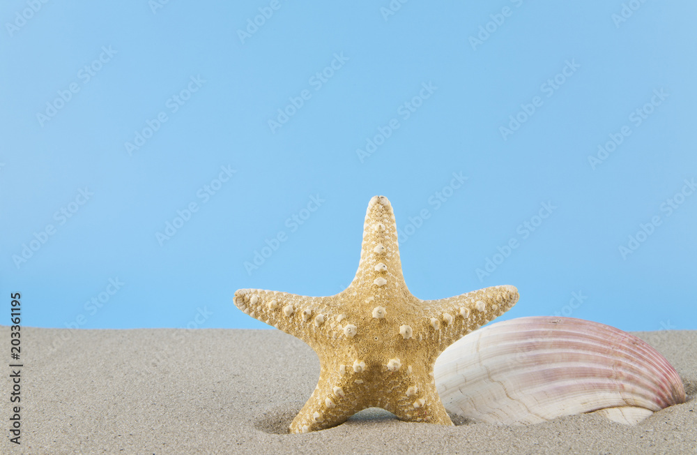 starfish and shell in the sand for relaxation on a blue background starfish and shell in the sand for relaxation on a blue background