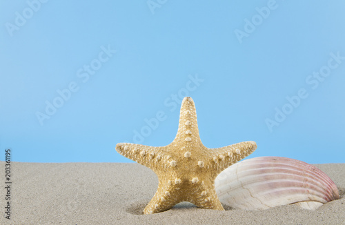 starfish and shell in the sand for relaxation on a blue background